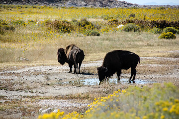 Utah Buffalos 7
