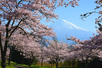 富士山と桜