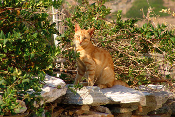 Photo from traditional island of Sifnos at summer, Cyclades, Greece