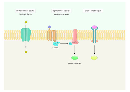 maini types of cell receptors (trans membrane receptors)