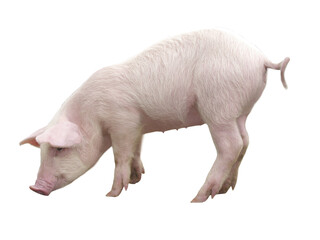 Funny little piglet, standing in full length, isolated against the white background