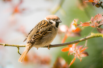 Eurasian Tree Sparrow sitting on a twig
