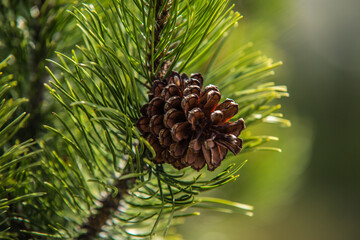 Fototapeta premium Pine branch with cones close up. flowering time