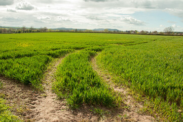 Fototapeta na wymiar Tractor tracks in the countryside.