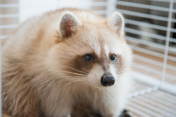 cute fat raccoon sitting in a cage