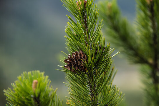 Pine branch with cones close up. flowering time