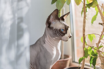 Canadian hairless sphinx cat sits on a window sill with houseplants in front of a window and basks...