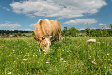 Cow grazing on a village field in summertime looks straight to the camera
