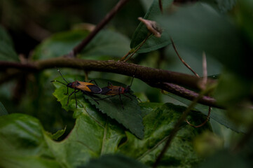 small insects in orange and black colors for sexual act
