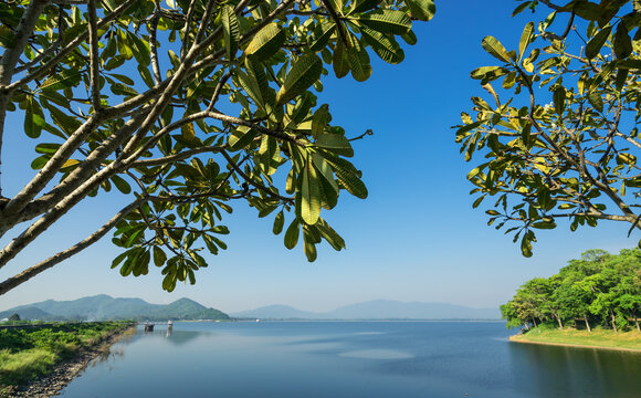plumeria tree at reservoir and blue sky - can use to display or montage on product