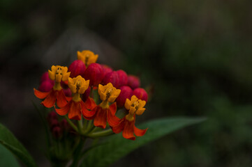 small flowers of format original with the central part color yellow and red as if petals falling...