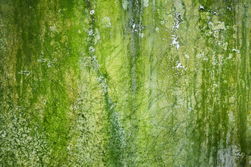 mossy concrete wall with peeling paint grunge texture