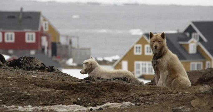 wild sled dogs in the lonely village Kulusuk, Greenland