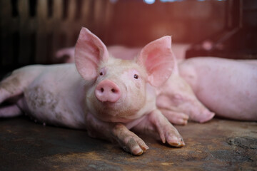 Small piglet in the farm. Group of Pig indoor on a farm yard in Thailand. swine in the stall. Close up eyes and blur.