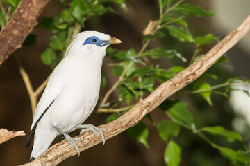A close up of a Bali Myna 