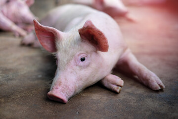 Small piglet in the farm. Group of Pig indoor on a farm yard in Thailand. swine in the stall. Close up eyes and blur.