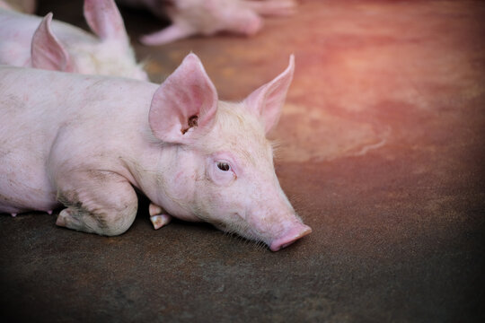 Small piglet in the farm. Group of Pig indoor on a farm yard in Thailand. swine in the stall. Close up eyes and blur.