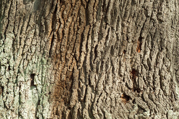 Oak tree bark and tree trunk
