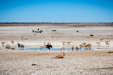 African wildlife: waterhole