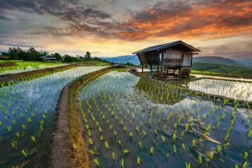 Papier Peint photo Rizières Rice terrace rice field of Thailand, Pa-pong-peang rice terrace north Thailand,Thailand landscape,Thailand