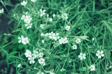 white green background 