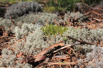 moss