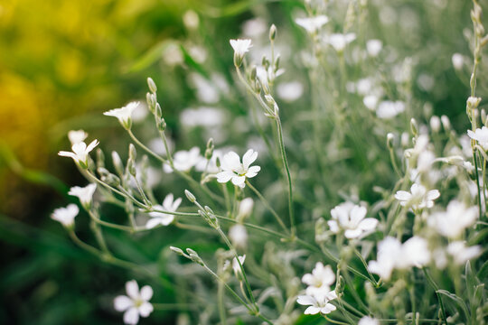 White little flowers walpaper
