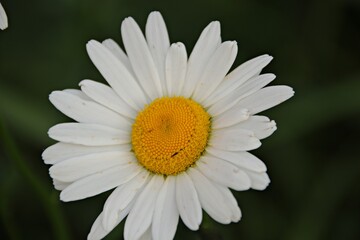 Obraz premium Margerite