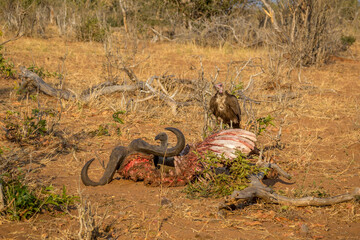 A dead buffalo devoured by the lions