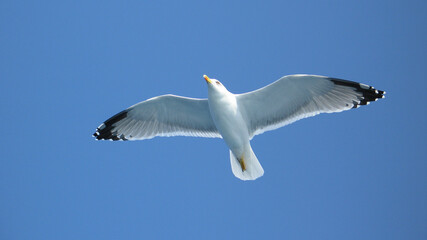 Sea gull in island of Aigina, Saronic gulf, Greece