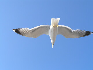 Sea gull in island of Aigina, Saronic gulf, Greece