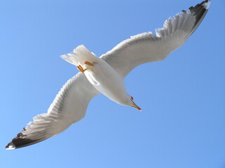 Sea gull in island of Aigina, Saronic gulf, Greece