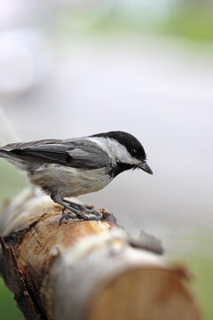 m&eacute;sange &agrave; t&ecirc;te noire
