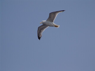 Sea gull in island of Aigina, Saronic gulf, Greece