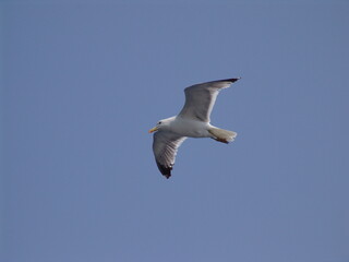 Sea gull in island of Aigina, Saronic gulf, Greece