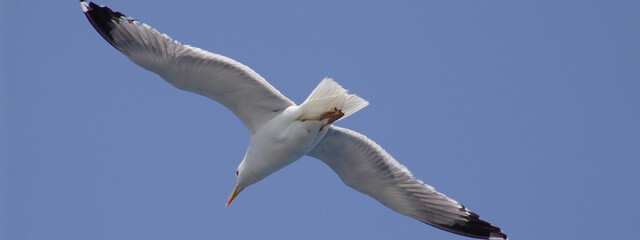 Sea gull in island of Aigina, Saronic gulf, Greece