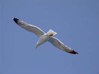 Sea gull in island of Aigina, Saronic gulf, Greece