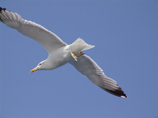 Sea gull in island of Aigina, Saronic gulf, Greece