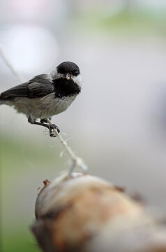 m&eacute;sange &agrave; t&ecirc;te noire
