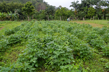 small plantation bean in farm