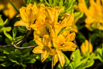 beautiful colorful flower garden in spring