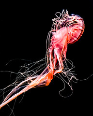 jellyfish © Mike