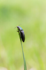 Small beetle on green grass