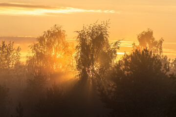 sun behind the trees