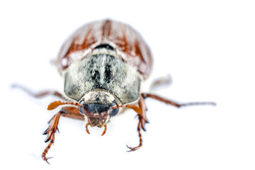 May Beetle Isolated 