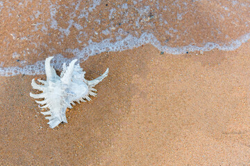 Seashell "Comb" and large clamshell lie side by side on the sand and sea