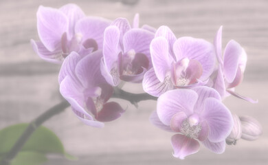 Naklejka na ściany i meble Orchidee, Orchideenblüte