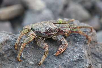 crab on vulcanic stone