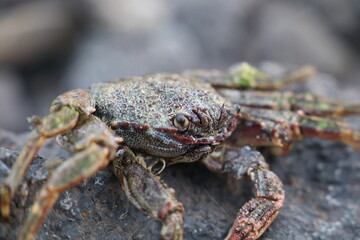 crab on vulcanic stone