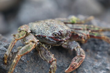 crab on vulcanic stone